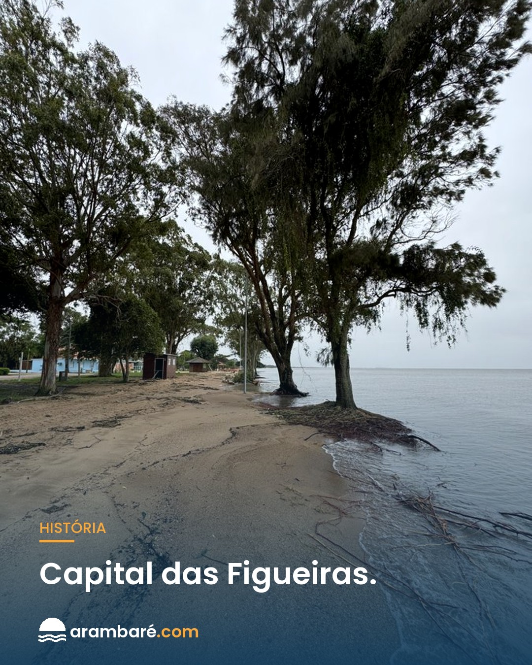 Terra das figueiras. 🌳 A Figueira da Paz, no coração de Arambaré, tem entre 400 e 700 a