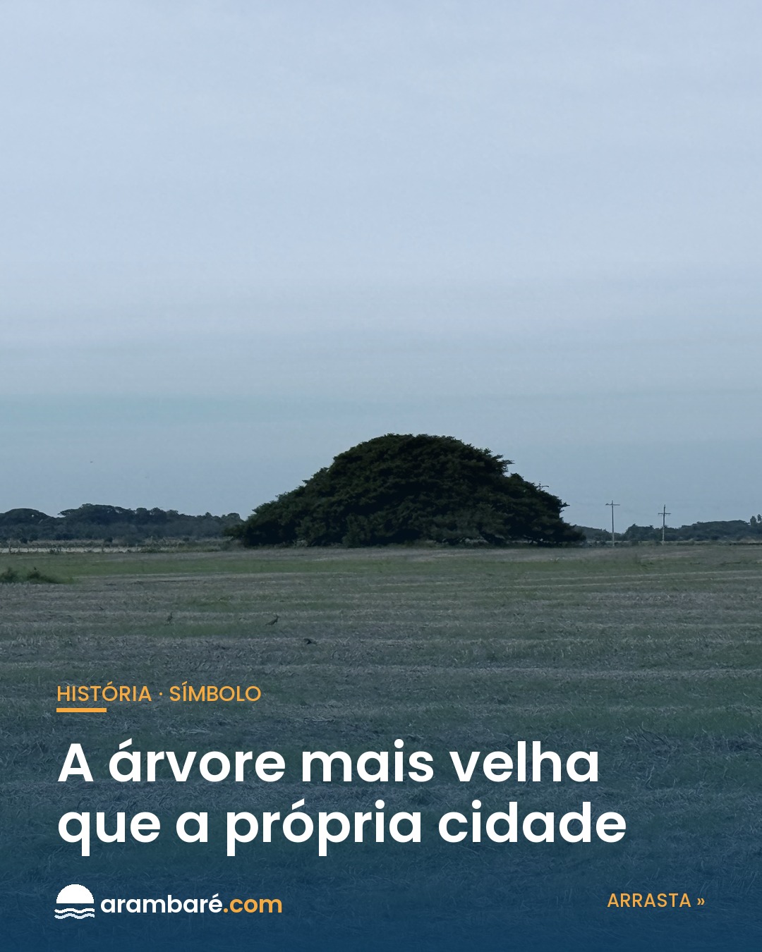 A terra das figueiras tem uma rainha. 🌳 No coração de Arambaré vive a Figueira da Paz —