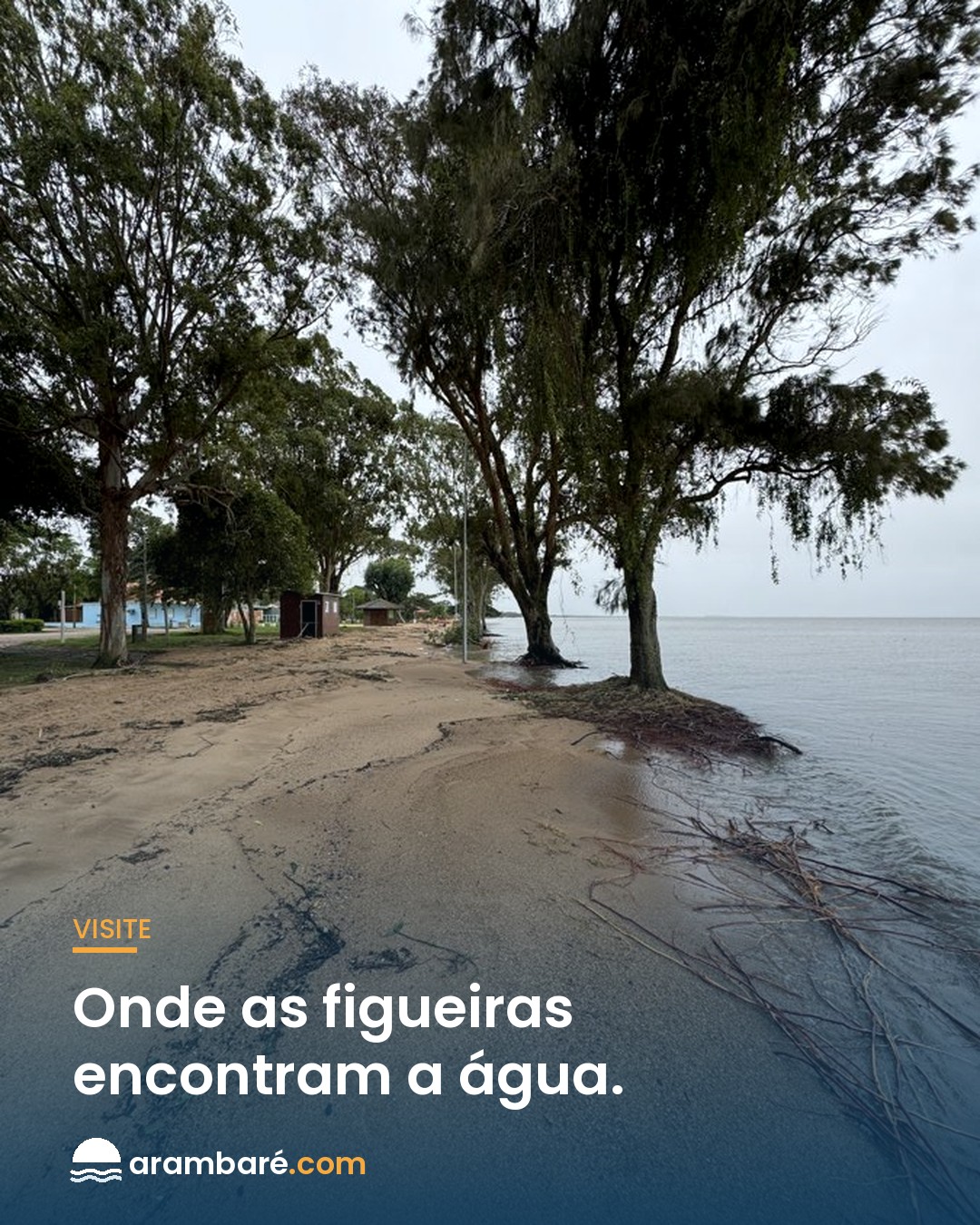 Onde as figueiras encontram a água. 🌳 Esta é a cena que define Arambaré: figueiras centen